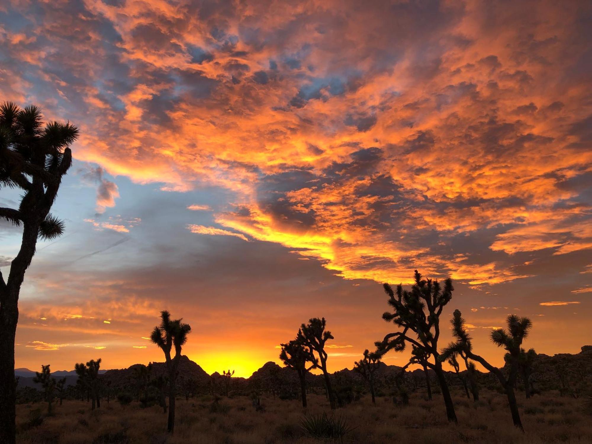 Cozy Desert Retreat With Amazing Views Only 4 Miles To Jtnp Joshua Tree Ngoại thất bức ảnh